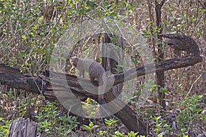 Indian Common Mongoose in the Forest