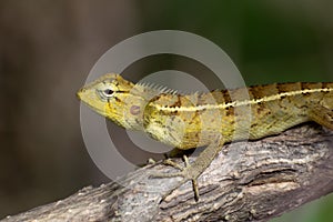 Indian common yellow garden lizard
