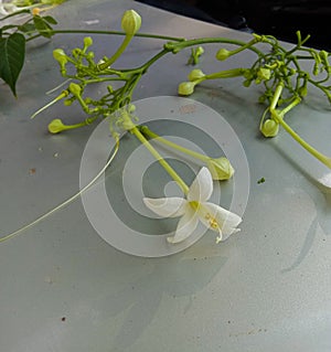 Indian cork or Millingtonia hortensis flowers and bud