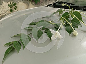 Indian cork or Millingtonia hortensis white flowers and bud and green leaf