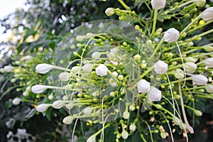 Indian cork tree flowers