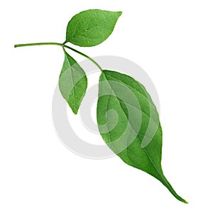 Indian cork tree leaves isolate on white background