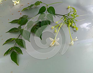 Indian cork tree or Millingtonia hortensis leaves and flower and leaves.