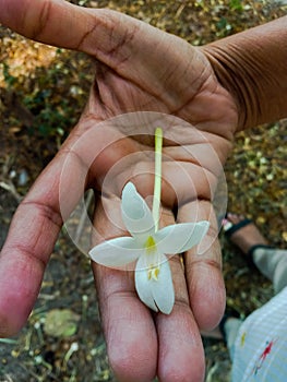 Indian cork tree or Millingtonia hortensis white flower in palm