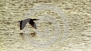 Indian cormorant in Arugam bay lagoon, Sri Lanka