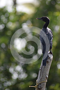 Indian cormorant