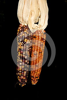 Indian Corn