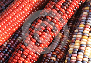 Indian Corn