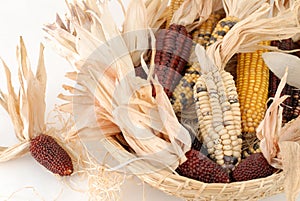 Indian corn