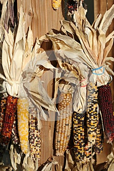 Indian Corn