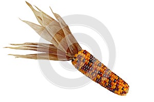 Indian Corn