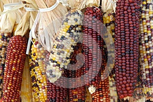 Indian Corn