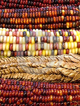 Indian corn