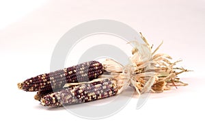 Indian Corn