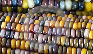 Indian corn