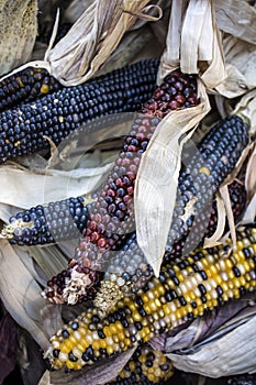 Indian corn