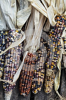 Indian Corn