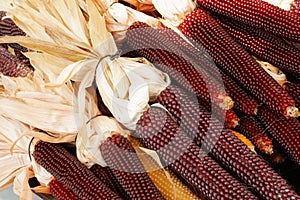 Indian Corn