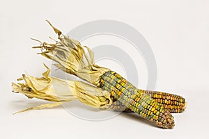 Indian Corn