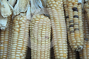 Indian Corn.