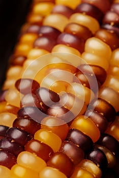 Indian Corn