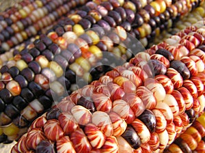 Indian Corn