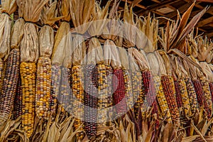 Indian corn in autumn