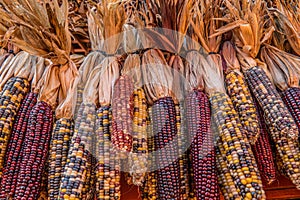 Indian corn for autumn decoration
