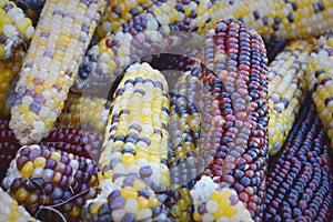 Indian Corn photo