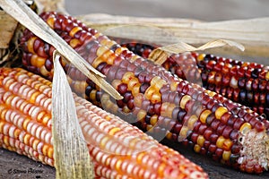 Indian corn
