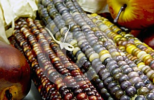 Indian corn cin burgundy, yellow, brown and grey,