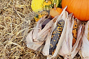 Indian corn cobs with fall ornamental gourds and a pumpkin