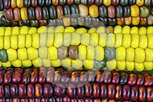 Indian corn colorful maize cob food display