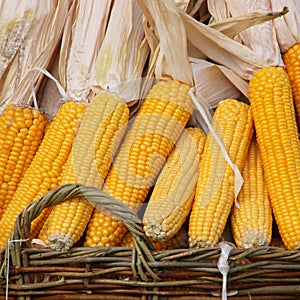 Indian corn : corncobs in a basket - Stock Photos