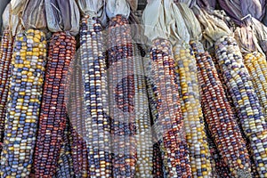Indian Corn or Flint Corn Used for Thanksgiving Decorations