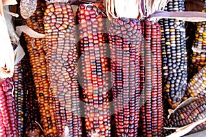 Indian Corn, Flint Corn, Zea mays var. indurata photo
