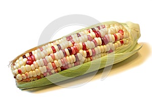 Indian corn