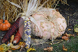 Indian Corn with Gourd