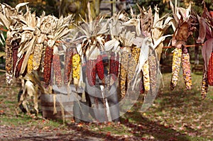 Indian corn hanging on a line