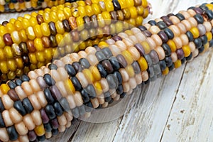 Indian corn husks and kernals. Colorful vegetable, macro close up of kernels