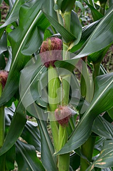 Indian corn, maize ear or corn farm part 2