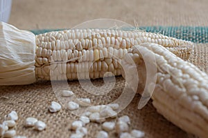 Indian corn, maize ear or corn farm part 20