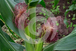 Indian corn, maize ear or corn farm part 3