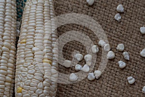 Indian corn, maize ear or corn farm part 30