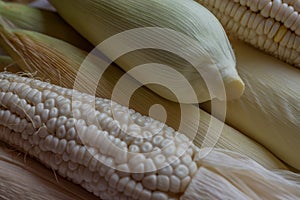 Indian corn, maize ear or corn farm part 35