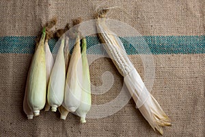 Indian corn, maize ear or corn farm part 9
