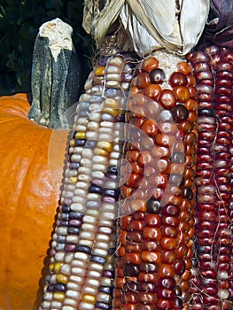 Indian Corn and Pumpkin