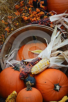 Indian Corn, Pumpkin Fall Display