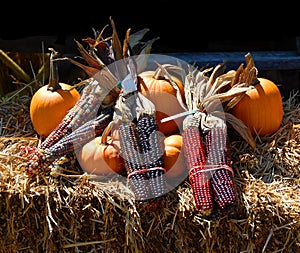 Indian corn and pumpkins