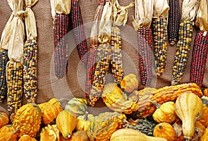 Indian corn and seasonal gourds burlap background